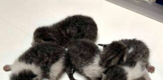 Marassi, migliorano i gattini abbandonati, si cerca la madre gattini Marassi cuccioli abbandonati