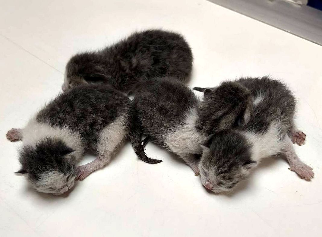 gattini Marassi cuccioli abbandonati