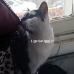 Gatto Gigi smarrito Multedo