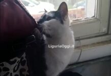 Gatto Gigi smarrito Multedo