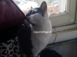 Gatto Gigi smarrito Multedo