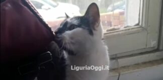 Genova, gira l’Europa in camper e perde il gatto, si fermerà a Multedo Gatto Gigi smarrito Multedo