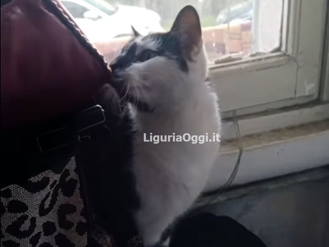 Gatto Gigi smarrito Multedo