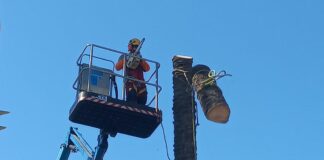 Genova, palma abbattuta al Porto Antico, si era inclinata palma abbattuta Porto Antico Genova