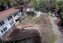 Marassi, strage di alberi all’ex asilo Camoscio, arrivano i carabinieri Marassi alberi abbattuti Camoscio