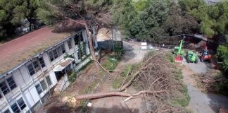 Marassi, strage di alberi all’ex asilo Camoscio, arrivano i carabinieri Marassi alberi abbattuti Camoscio