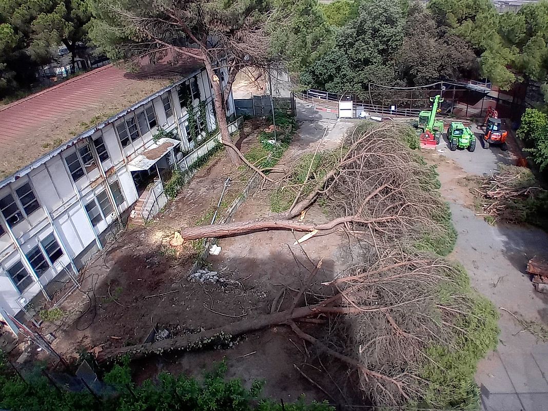 Marassi alberi abbattuti Camoscio