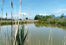 Luni, visita all’oasi WWF con le Giornate dell’Oasi Padule Luni