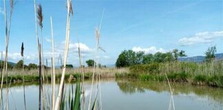 Luni, visita all’oasi WWF con le Giornate dell’Oasi Padule Luni