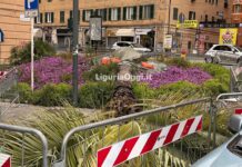 palma crollata Foce Francesca Testino