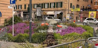 Genova, palma crollata alla Foce, nominato super esperto palma crollata Foce Francesca Testino