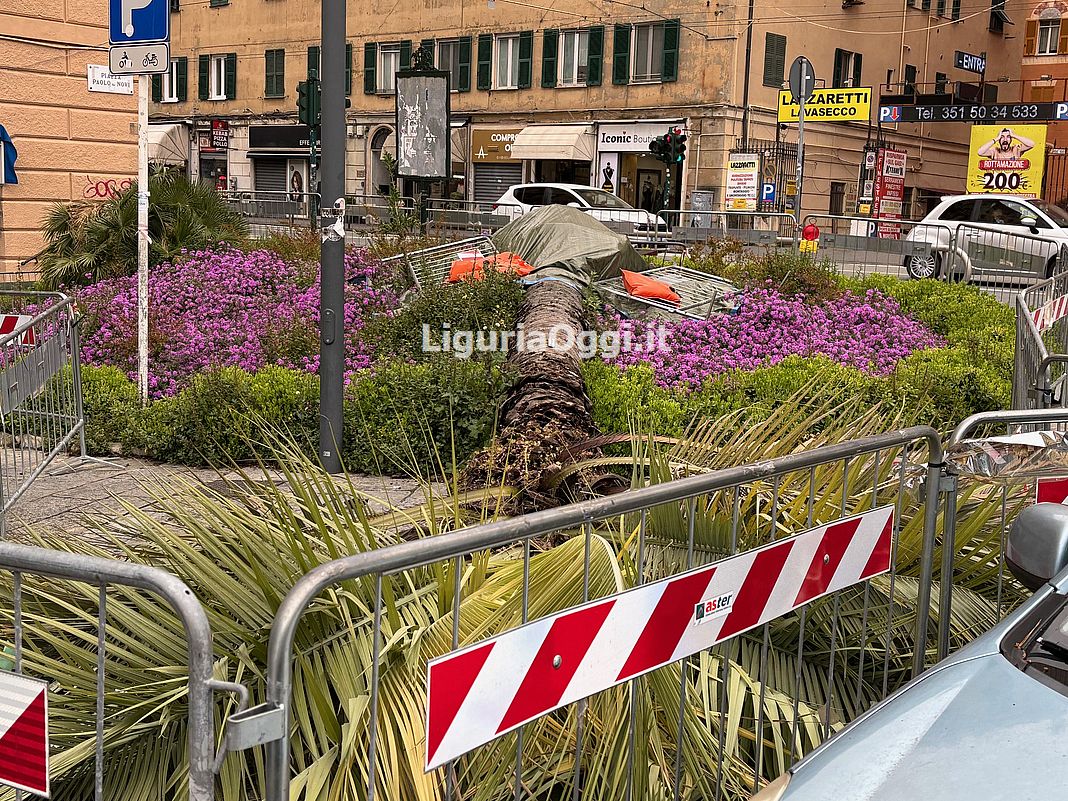 palma crollata Foce Francesca Testino