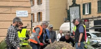 Genova, donna travolta dalla palma, oggi la perizia sulla pianta perizia palma piazza Paolo da Novi