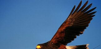 Sciarborasca, appelli sui social per ritrovare una poiana fuggita poiana Igor fuggita Sciarborasca