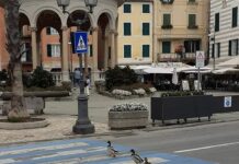 Rapallo, virale la foto delle papere che attraversano sulle strisce rapallo papere attraversano strada