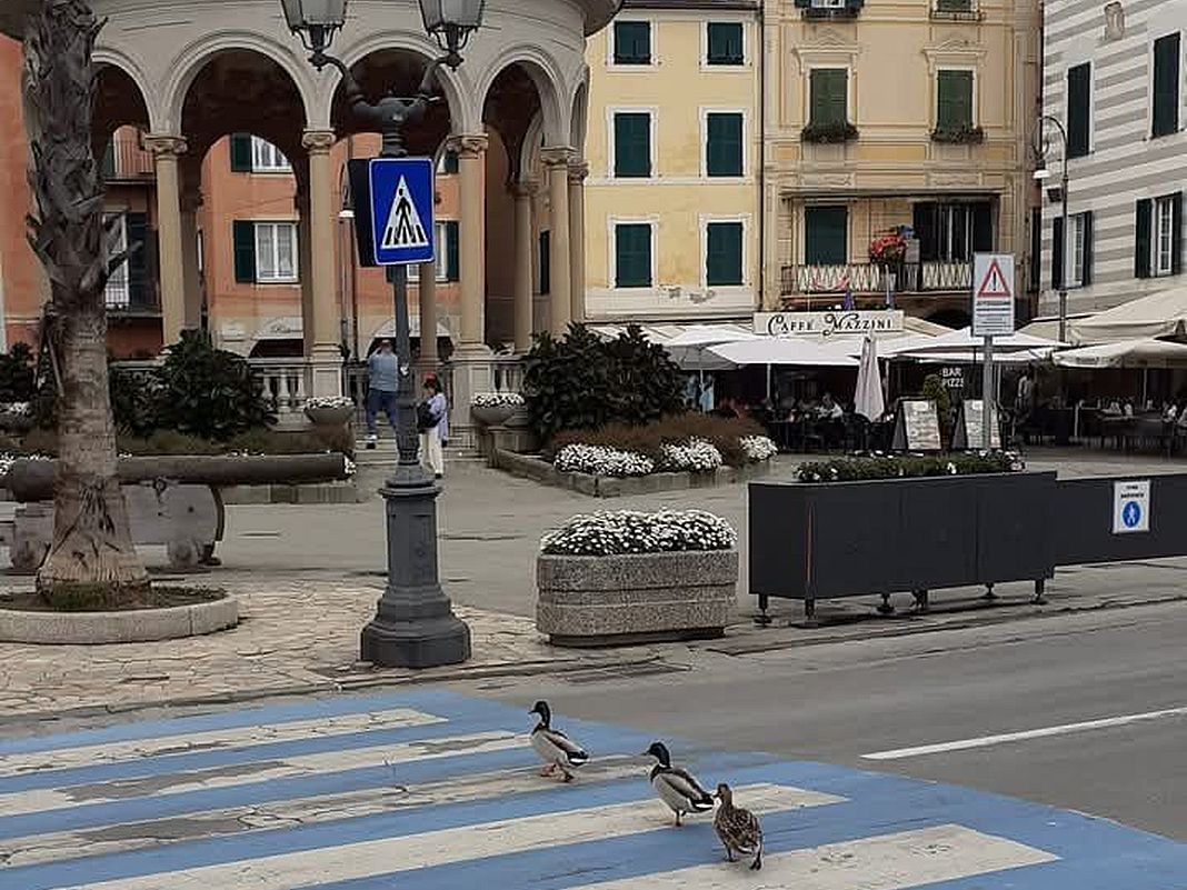 rapallo papere attraversano strada
