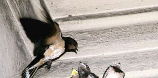 Genova, a Rivarolo distrutti nidi di rondine, scattano le denunce rondine nido