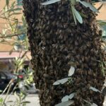 sciame api Quezzi largo Merlo 30 aprile 2025