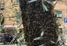 sciame api Quezzi largo Merlo 30 aprile 2025