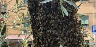Quezzi, sciame d’api in largo Merlo, arriva l’apicoltore sciame api Quezzi largo Merlo 30 aprile 2025