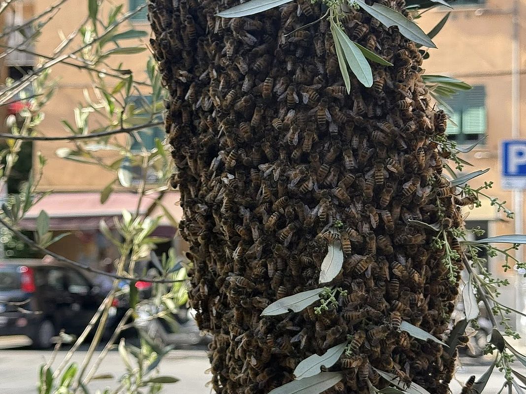 sciame api Quezzi largo Merlo 30 aprile 2025