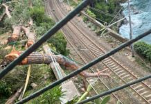 Caos treni in Liguria, un albero cade sulla ferrovia a Sori Sori albero caduto ferrovia