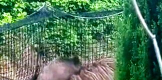 Levanto, proteste per la super trappola per cinghiali e strage di animal cinghiali trappola