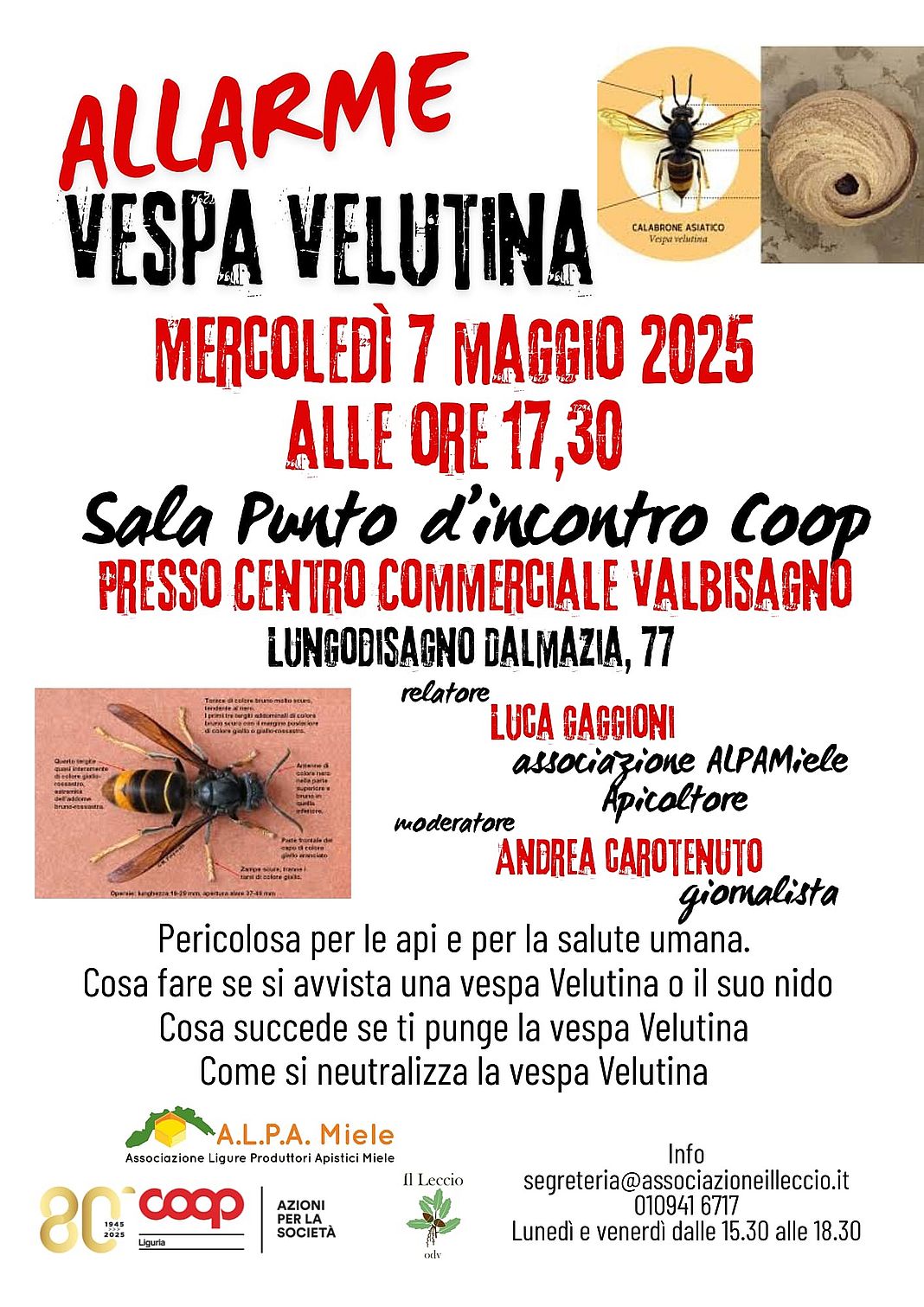 vespa velutina evento Valbisagno