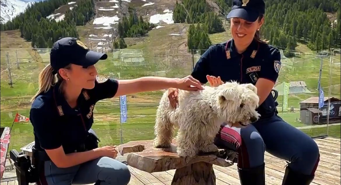 Campagna abbandono animali