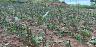 Maltempo Liguria, Coldiretti: “Grandine ha danneggiato coltivazioni di Arenzano” Danni coltivazioni grandinata Arenzano