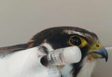 Genova, falco centrato da un colpo di fucile, arriva la denuncia dell’ENPA Falco ENPA Genova