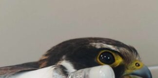 Genova, falco centrato da un colpo di fucile, arriva la denuncia dell’ENPA Falco ENPA Genova