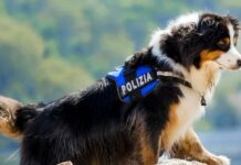 Addio a Night Spirit, il cane eroe del ponte Morandi