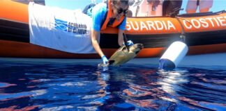 Genova, rilasciata in mare la tartaruga soccorsa ad aprile a Imperia