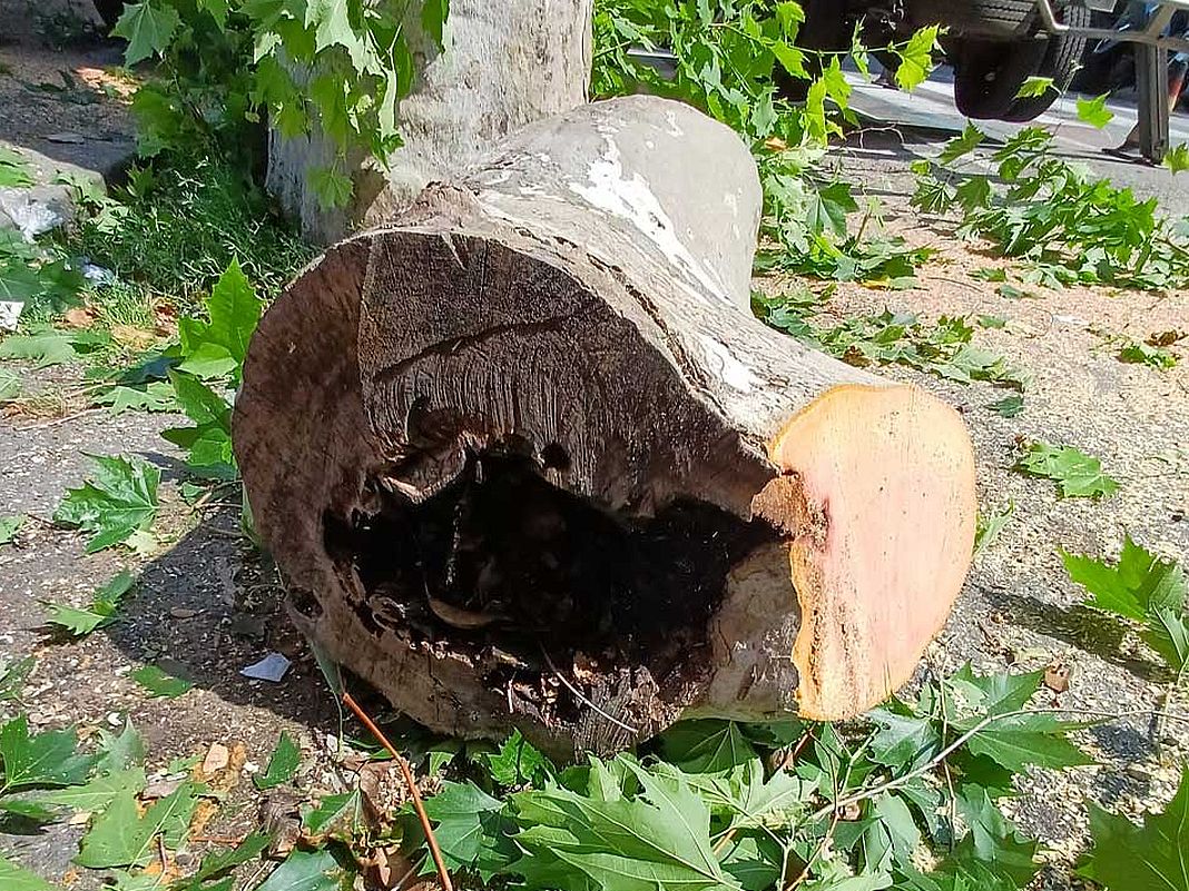 albero abbattuto corso Galiera 