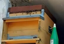 Sciami di api nei cimiteri di Casanova e Comago, arriva l’apicoltore api cimitero Casanova