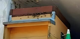 Sciami di api nei cimiteri di Casanova e Comago, arriva l’apicoltore api cimitero Casanova