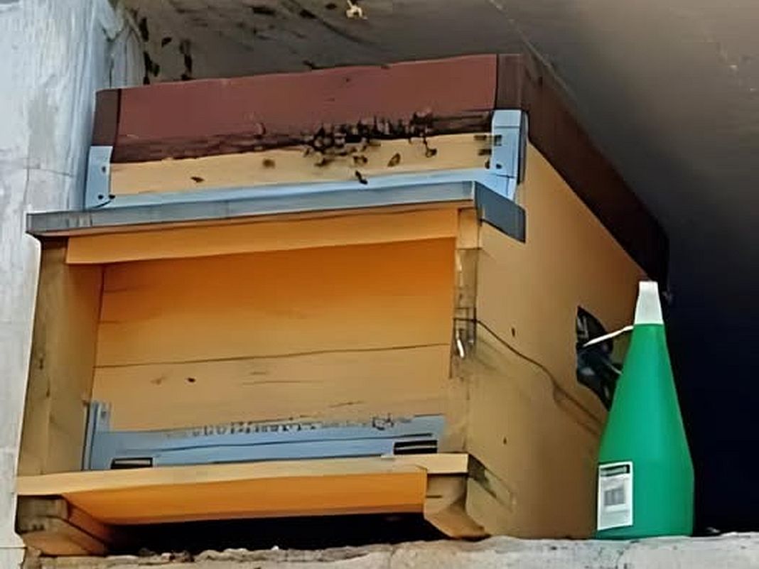 api cimitero Casanova