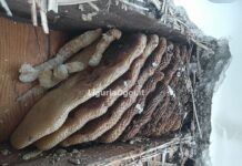 Genova, grosso nido d’api in una intercapedine, intervento a Cornigliano api nido favo intercapedine