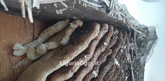 Genova, grosso nido d’api in una intercapedine, intervento a Cornigliano api nido favo intercapedine