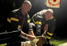 Serra Riccò, capriolo cade in piscina e rischia di affogare capriolo piscina vigili del fuoco