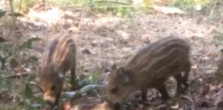 Sestri Ponente, tre cuccioletti di cinghiale per strada, l’appello cinghialett