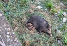 Rapallo, proteste per la cattura dei cinghiali che vivevano nel torrente cinghiali cucciolata Rapallo