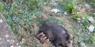 Rapallo, cucciolata di cinghiali nel torrente, si temono abbattimenti cinghiali cucciolata Rapallo