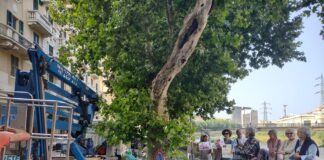 Genova, alberi abbattuti in corso Galliera, manifestazione ed esposto corso Galliera protesta alberi abbattuti