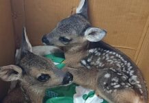 Cras di Cadibona al collasso per troppi animali, appello per volontari cucciolo capriolo