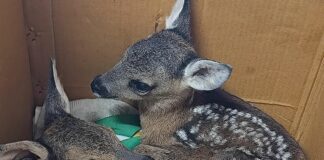 Cras di Cadibona al collasso per troppi animali, appello per volontari cucciolo capriolo