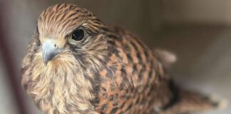 Genova, nido di falco pellegrino sulla cattedrale, vigili del fuoco salvano un piccolo falco pellegrino caduto Genova cattedrale