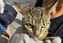 Genova, gatto nel motore di un’auto, arrivano i vigili del fuoco gatto prigioniero vano motore