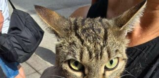 Genova, gatto nel motore di un’auto, arrivano i vigili del fuoco gatto prigioniero vano motore